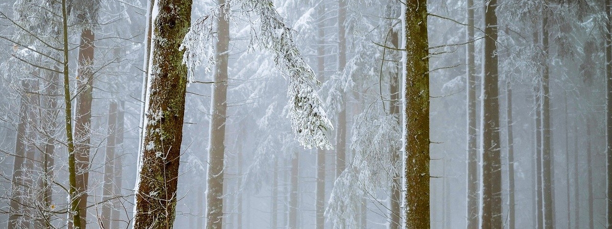 Что такое зимний лес, и чем он так хорош для строительства домов и бань?