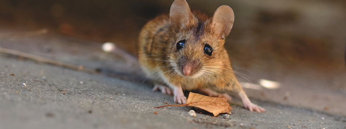Как защитить деревянный дом от мышей, крыс и других грызунов?