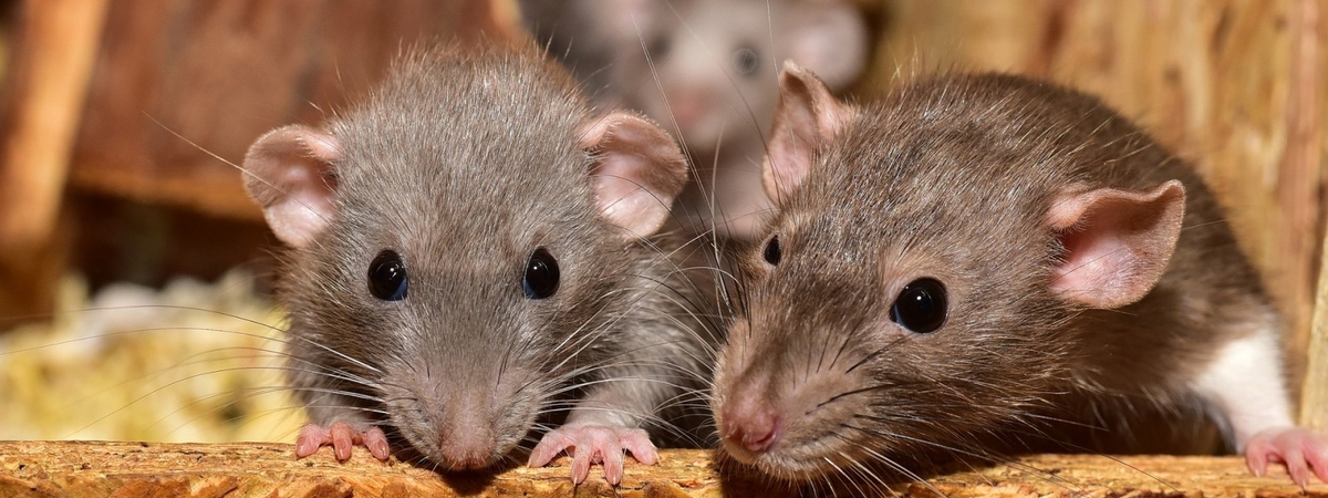Как защитить деревянный дом от мышей, крыс и других грызунов?