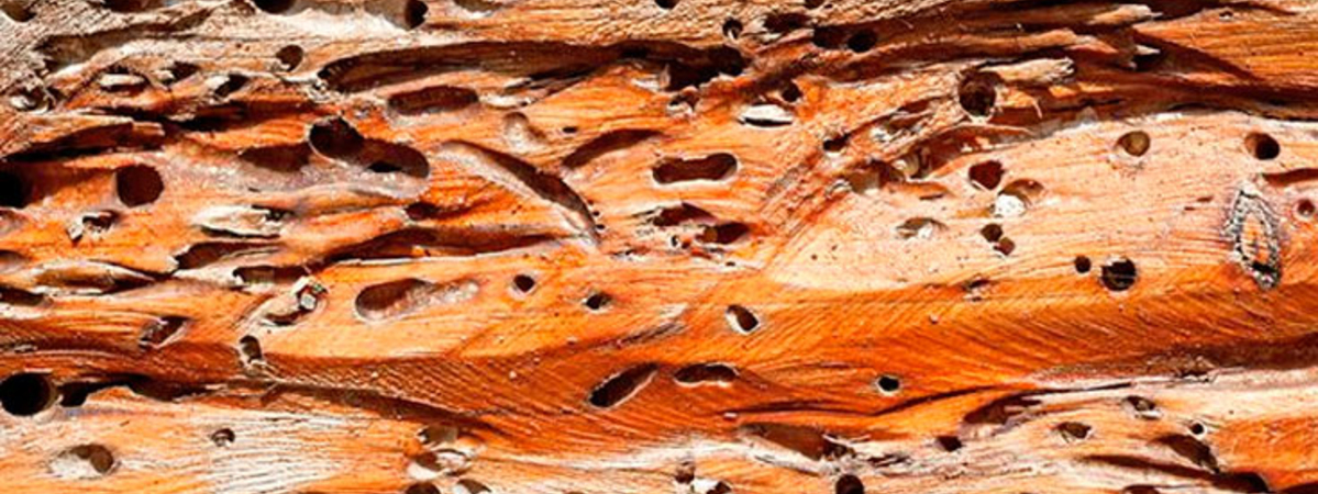 Как защитить деревянный дом от насекомых-вредителей?