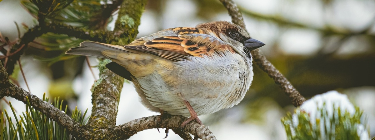 Как защитить утеплитель сруба от птиц?